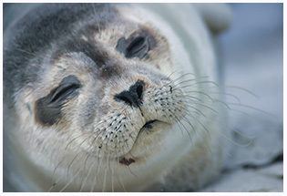 Helgoland Seehunde und Kegelrobben